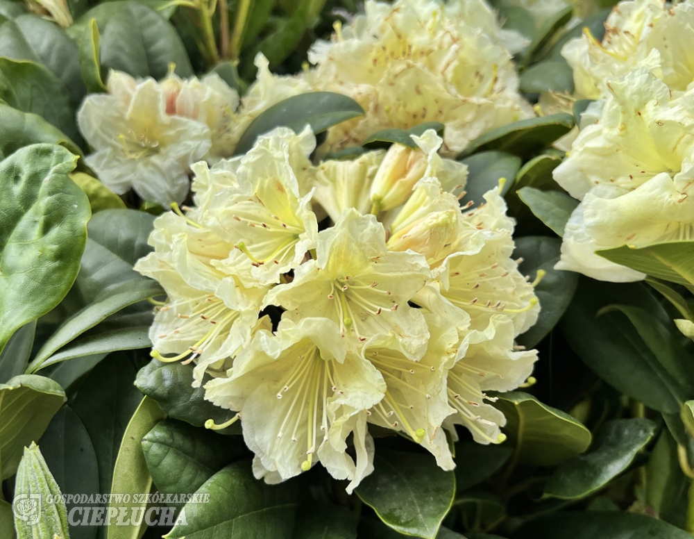 Рододендрон гибридный Прадед